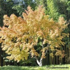 Acer Palmatum Katsura : C7L H.60/80cm 7 Acer Palmatum Katsura : C7L H.60/80cm -Ryobi Jardin Boutique 748269 003
