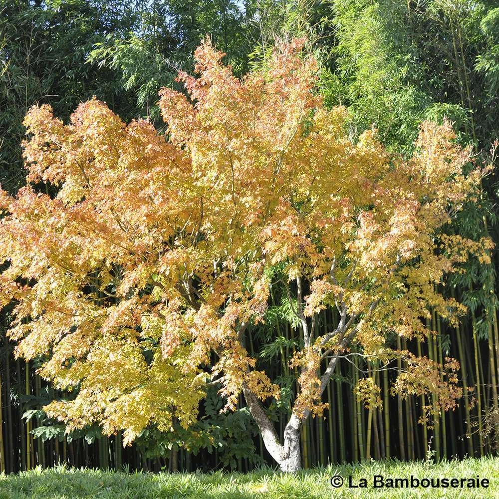 Acer Palmatum Katsura : C7L H.60/80cm 3 Acer Palmatum Katsura : C7L H.60/80cm – Image 3