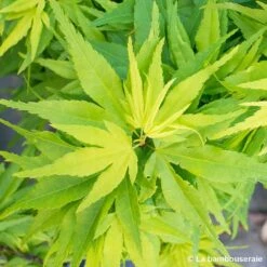 Acer Palmatum 'Mikawa Yatsubusa' : C5L H.30/40cm -Ryobi Jardin Boutique 748278 001