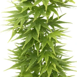 Acer Palmatum 'Mikawa Yatsubusa' : C5L H.30/40cm