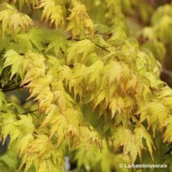 Acer Palmatum 'Orange Dream' :C3L H.40/60cm -Ryobi Jardin Boutique 748280 001