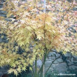 Acer Palmatum 'Orange Dream' :C7L H.60/80cm -Ryobi Jardin Boutique 748282 002