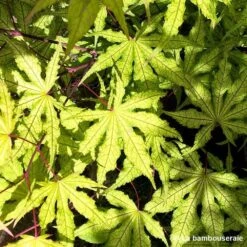 Acer Palmatum Reticulatum Red : C30L H.100/125cm