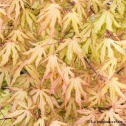 Acer Palmatum Reticulatum Red : C30L H.100/125cm -Ryobi Jardin Boutique 748286 003
