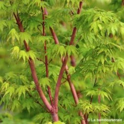 Acer Palmatum 'Sango-Kaku' : C15L H.80/100cm -Ryobi Jardin Boutique 748289 002
