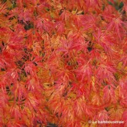 Acer Palmatum 'Seiryu' :C3L H.40/60cm -Ryobi Jardin Boutique 748297 003