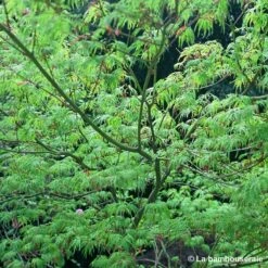 Acer Palmatum 'Seiryu' :C7L H60/80cm 7 Acer Palmatum 'Seiryu' :C7L H60/80cm -Ryobi Jardin Boutique 748298 002