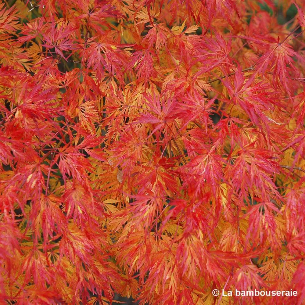 Acer Palmatum 'Seiryu' :C7L H60/80cm 3 Acer Palmatum 'Seiryu' :C7L H60/80cm – Image 3