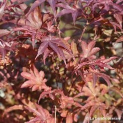 Acer Palmatum Skeeter's Broom :C7L H.60/80cm -Ryobi Jardin Boutique 748303 002
