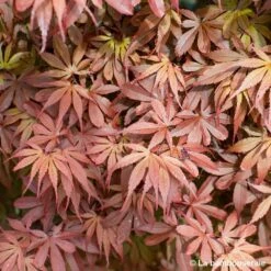 Acer Palmatum Skeeter's Broom :C7L H.60/80cm -Ryobi Jardin Boutique 748303 004