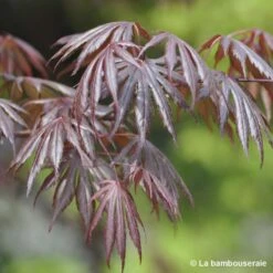 Acer Palmatum Trompenburg :C7L H.60/80cm 7 Acer Palmatum Trompenburg :C7L H.60/80cm -Ryobi Jardin Boutique 748308 001