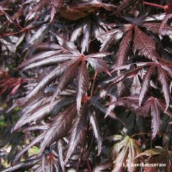 Acer Palmatum Trompenburg :C7L H.60/80cm 8 Acer Palmatum Trompenburg :C7L H.60/80cm -Ryobi Jardin Boutique 748308 003