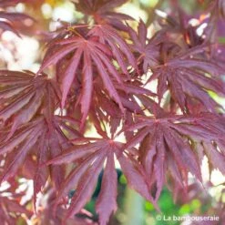 Acer Palmatum Trompenburg :C7L H.60/80cm 9 Acer Palmatum Trompenburg :C7L H.60/80cm -Ryobi Jardin Boutique 748308 004