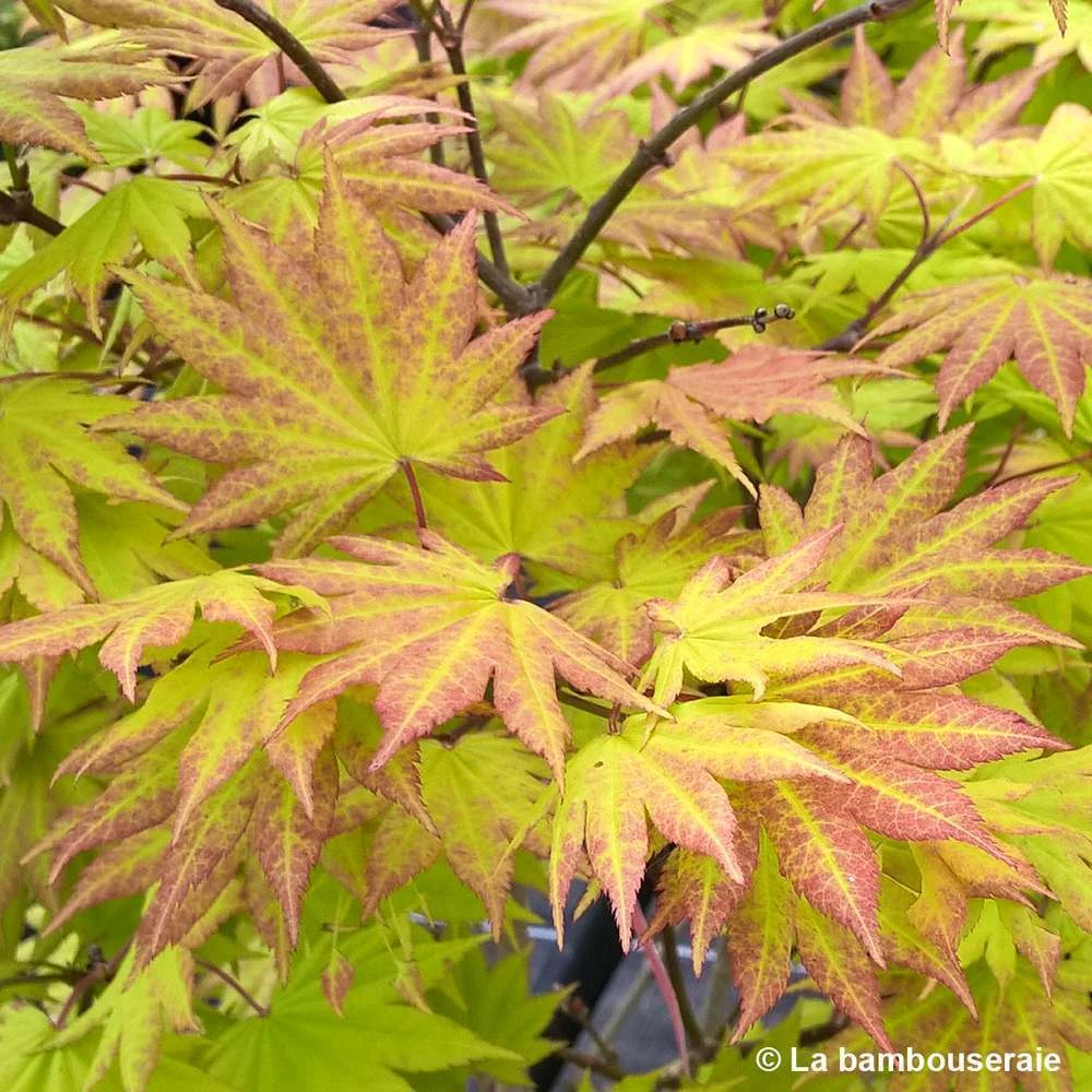 Acer Shirasawanum Autumn Moon : C5L H30/40cm 2 Acer Shirasawanum Autumn Moon : C5L H30/40cm – Image 2