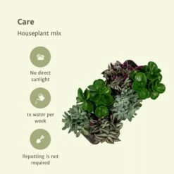 Box 3 Plantes D'intérieur - H20cm, ø12cm - Plantes D'intérieur -Ryobi Jardin Boutique 7484875134665985