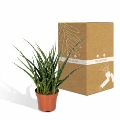 Sansevieria Fernwood Punk - H30cm, ø12cm - Plante D'intérieur Sans Entretien -Ryobi Jardin Boutique 74e4a547941876d2
