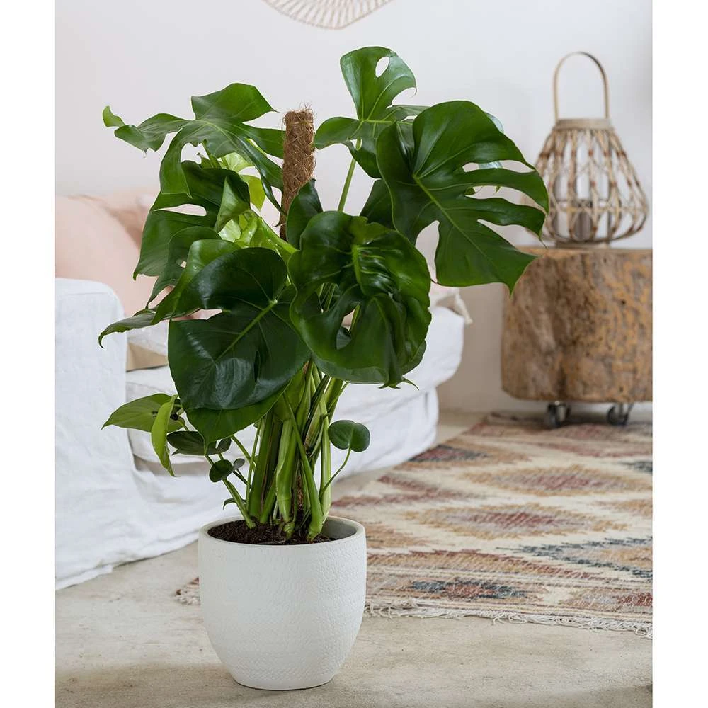 Philodendron Monstera : Tuteur Mousse 2 Philodendron Monstera : Tuteur Mousse – Image 2