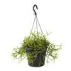 Rhipsalis Mix : Suspension D17cm