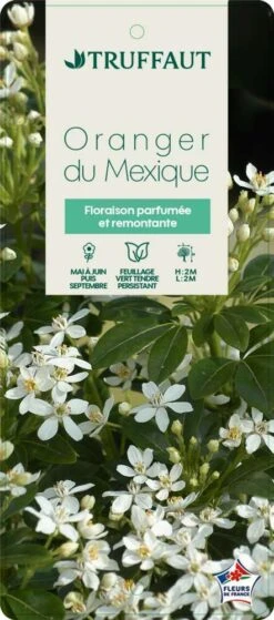 Choisya Ternata: C 5L -Ryobi Jardin Boutique 797537 005