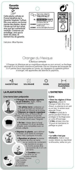 Choisya Ternata: C 5L -Ryobi Jardin Boutique 797537 006