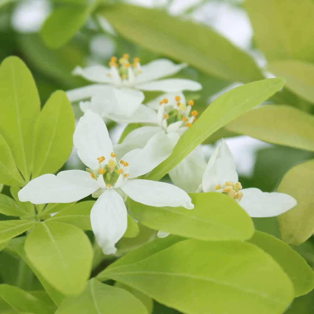 Choisya Ternata Sundance : H30/40cm C 5L 1 Choisya Ternata Sundance : H30/40cm C 5L