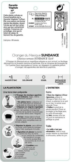 Choisya Ternata Sundance : H30/40cm C 5L 8 Choisya Ternata Sundance : H30/40cm C 5L -Ryobi Jardin Boutique 797540 004