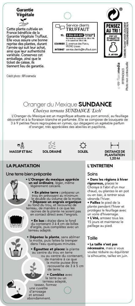 Choisya Ternata Sundance : H30/40cm C 5L 4 Choisya Ternata Sundance : H30/40cm C 5L – Image 4