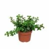 Portulacaria Afra - H25cm, ø10,5cm - Plante D'intérieur
