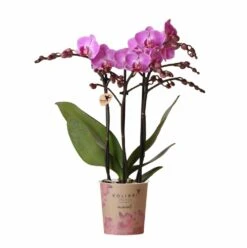 Orchidée Violette Phalaenopsis - H35cm, ø9cm - Plante D'intérieur Fleurie