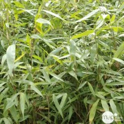 Bambou Non-traçant Fargesia Robusta 'Pingwu': Pot De 5 Litres 9 Bambou Non-traçant Fargesia Robusta 'Pingwu': Pot De 5 Litres -Ryobi Jardin Boutique 814657 001