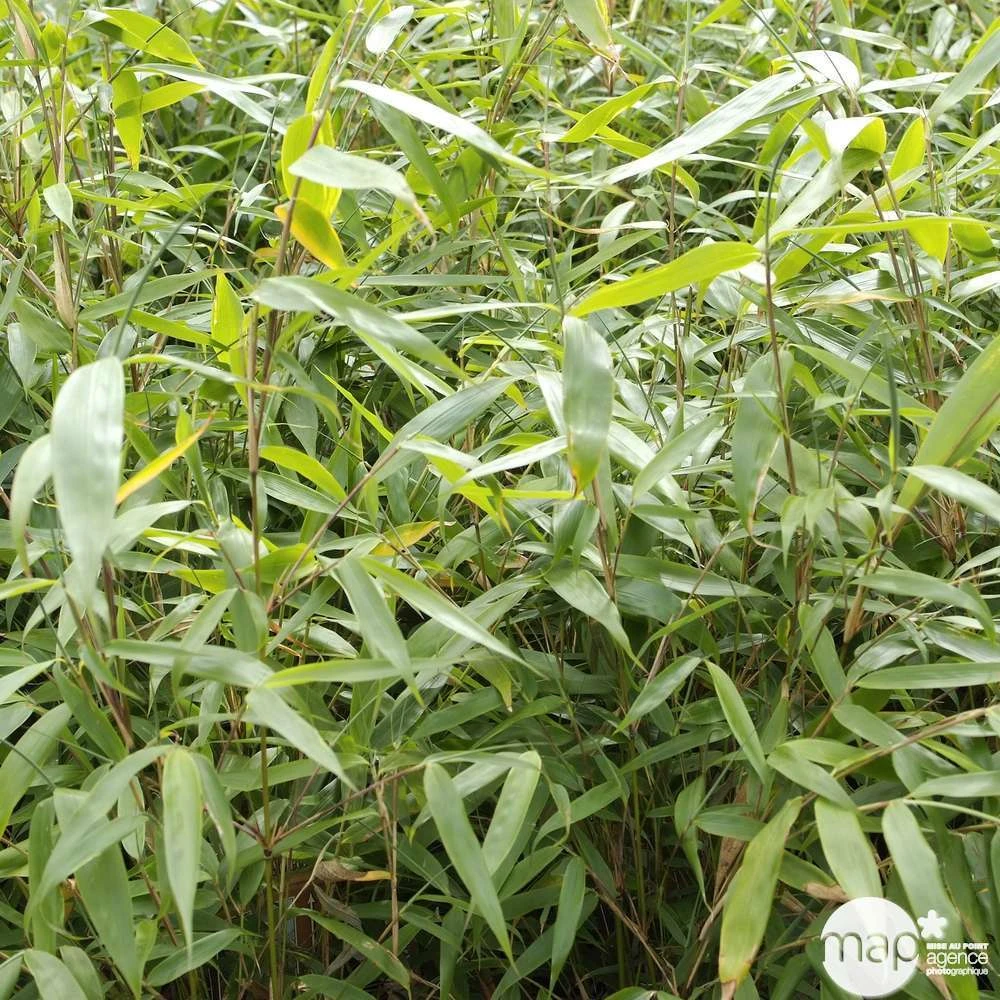 Bambou Non-traçant Fargesia Robusta 'Pingwu': Pot De 5 Litres 5 Bambou Non-traçant Fargesia Robusta 'Pingwu': Pot De 5 Litres – Image 5