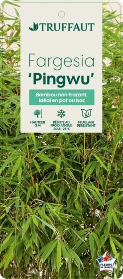 Bambou Non-traçant Fargesia Robusta 'Pingwu': Pot De 5 Litres 8 Bambou Non-traçant Fargesia Robusta 'Pingwu': Pot De 5 Litres -Ryobi Jardin Boutique 814657 002