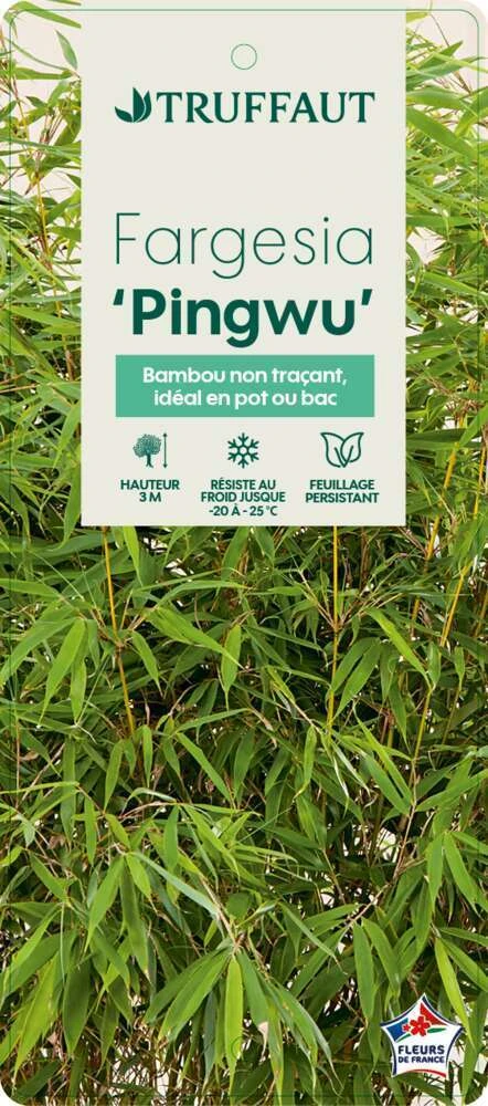 Bambou Non-traçant Fargesia Robusta 'Pingwu': Pot De 5 Litres 4 Bambou Non-traçant Fargesia Robusta 'Pingwu': Pot De 5 Litres – Image 4