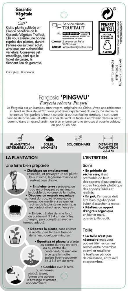 Bambou Non-traçant Fargesia Robusta 'Pingwu': Pot De 5 Litres 3 Bambou Non-traçant Fargesia Robusta 'Pingwu': Pot De 5 Litres – Image 3