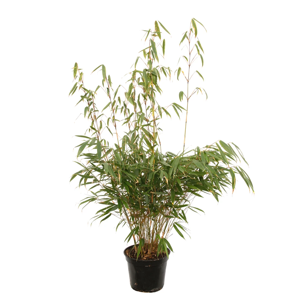 Bambou Non-traçant Fargesia Robusta 'Pingwu': Pot De 5 Litres 2 Bambou Non-traçant Fargesia Robusta 'Pingwu': Pot De 5 Litres – Image 2