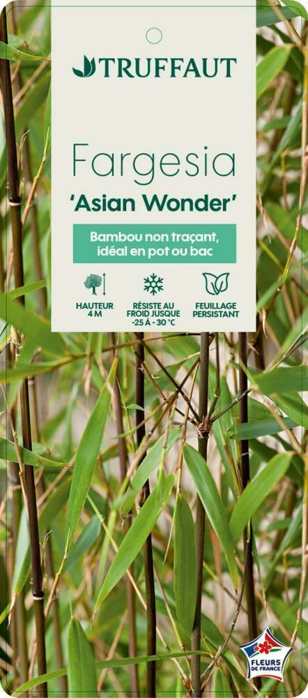 Bambou Non-traçant Fargesia Scabrida 'Asian Wonder': Pot De 5 Litres 2 Bambou Non-traçant Fargesia Scabrida 'Asian Wonder': Pot De 5 Litres – Image 2