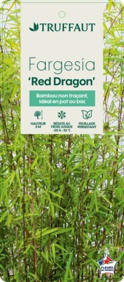 Bambou Non-traçant Fargesia Nitida 'Red Dragon': Pot De 12 Litres -Ryobi Jardin Boutique 814666 003