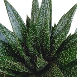 Gasteria - H25, ø17cm - Plantes D'intérieur Facile D'entretien -Ryobi Jardin Boutique 818ffe401a08ccd6