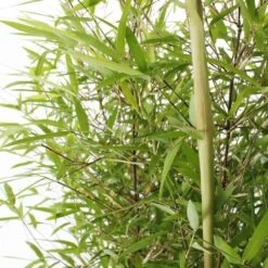 Bambou Non-traçant Fargesia Angustissima: Pot De 5 Litres -Ryobi Jardin Boutique 825296 006