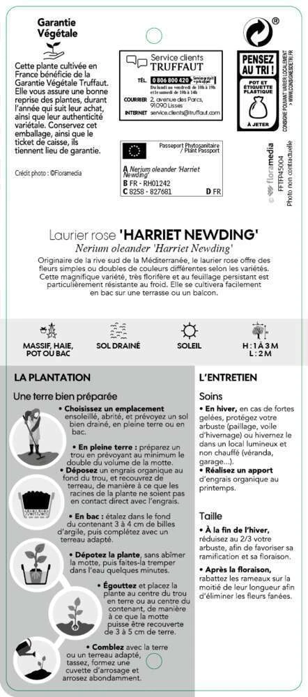 Nerium Oleander Harriet Newding' Pot 5L 4 Nerium Oleander Harriet Newding' Pot 5L – Image 4