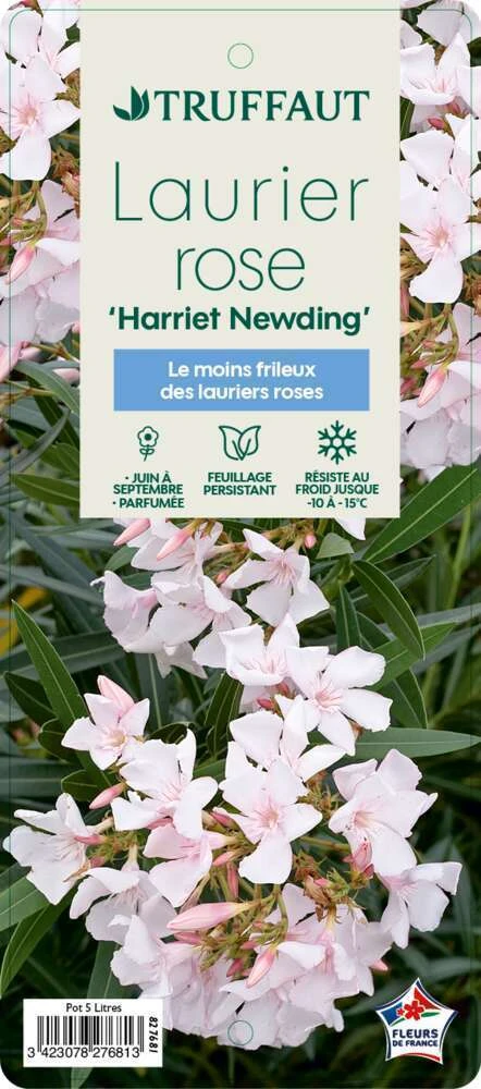 Nerium Oleander Harriet Newding' Pot 5L 3 Nerium Oleander Harriet Newding' Pot 5L – Image 3