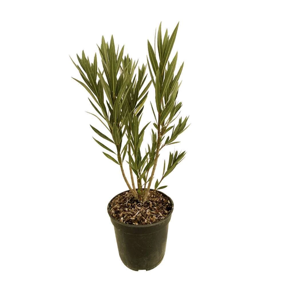 Nerium Oleander Harriet Newding' Pot 5L 2 Nerium Oleander Harriet Newding' Pot 5L – Image 2