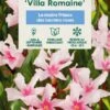 Nerium Oleander Villa Romaine' Pot 5L