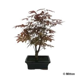 Acer Palmatum 'Atropurpureum' 8/9 D'âge