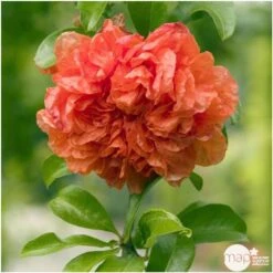 Punica Granatum Pot 45L, 18/20. -Ryobi Jardin Boutique 840073 003