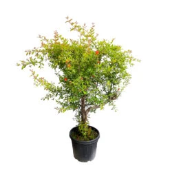 Punica Granatum Pot 45L, 18/20. -Ryobi Jardin Boutique 840073 1433746