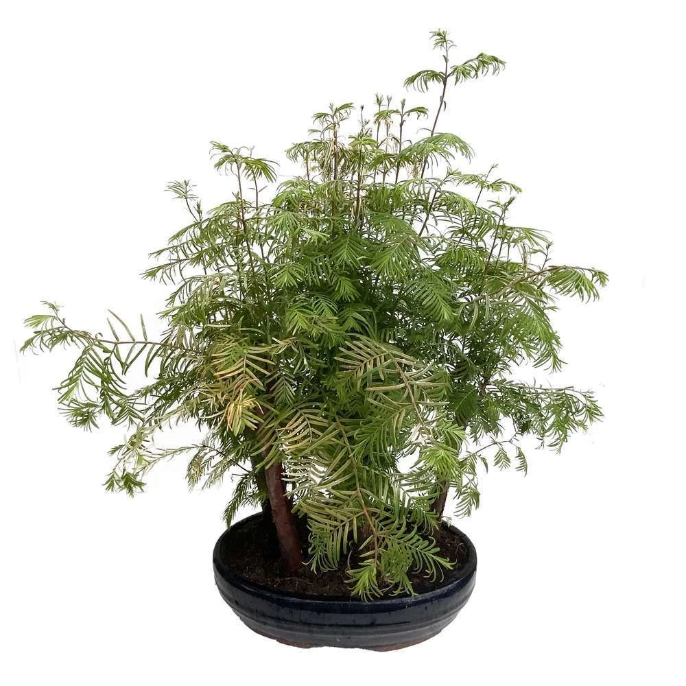 Bonsaï D'extérieur Avec Soucoupe, 10/12 Ans 1 Bonsaï D'extérieur Avec Soucoupe, 10/12 Ans