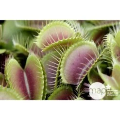 Attrape-mouches : Ø12cm, Pot -Ryobi Jardin Boutique 85271 001