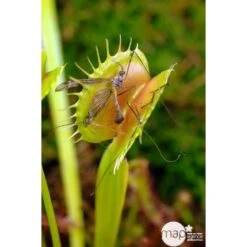 Attrape-mouches : Ø12cm, Pot -Ryobi Jardin Boutique 85271 003