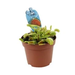 Attrape-mouches : Ø12cm, Pot -Ryobi Jardin Boutique 85271 008